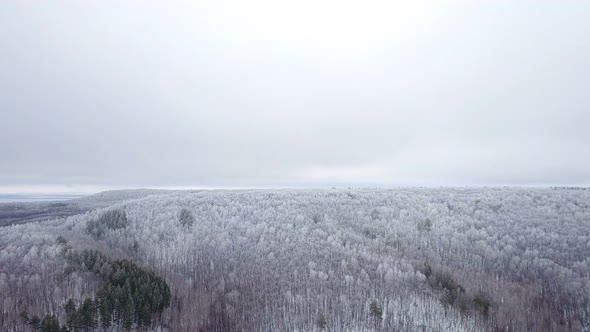 Winter Forest From Above