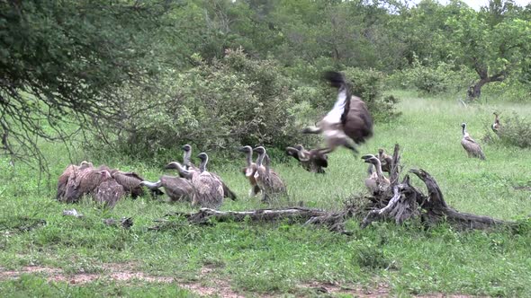Wide shot of white-headed and hooded vultures in a feeding frenzy then they get startled and fly off alt