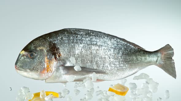 Super Slow Motion Shot of Flying Fresh Bream Fish and Crushed Ice at 1000 Fps. alt
