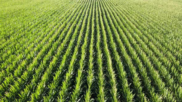 Aerial view over a vast green farm region. The camera ascends and rotates, showing the well-managed alt