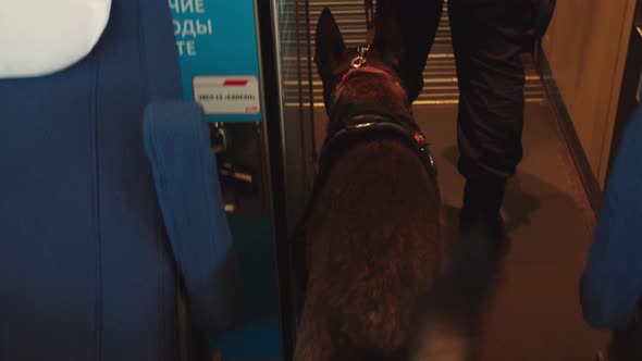 The Service Dog Sniffs the Seats in the Car During the Inspection of the Train