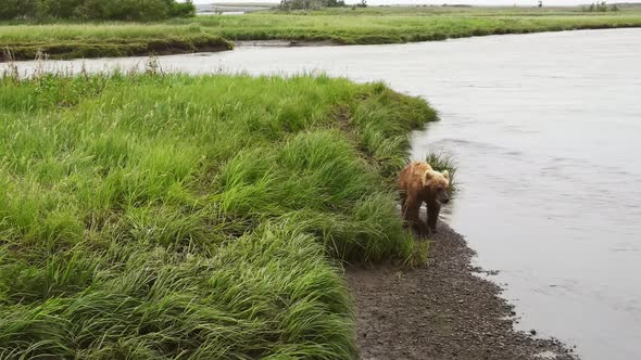 Kamchatka Brown Bear Walks Along the River on the Grass in Search of Food