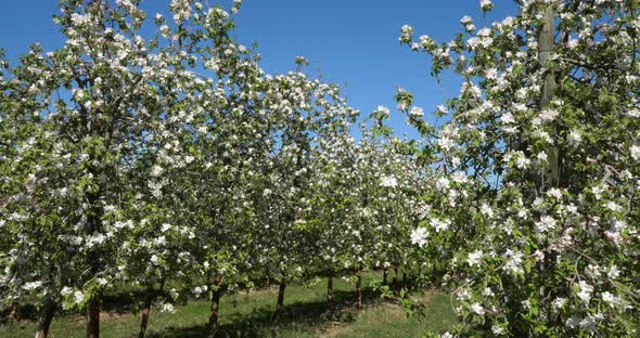 apple trees blooming during the spring season, Occitanie, southern France alt