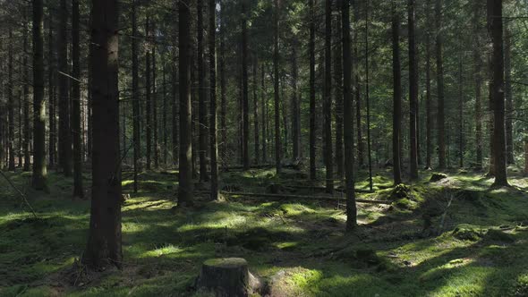 Drone Shot Flying Between Trees in Old Forest