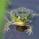 Frog - VideoHive Item for Sale