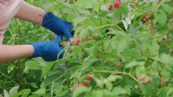 Women's Hands Harvest Raspberries in Garden