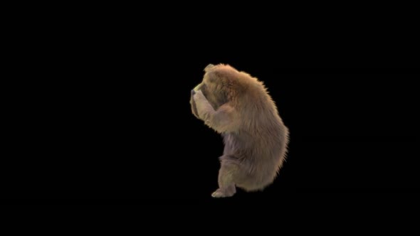 191 Bear Standing Magic Area Attack HD alt