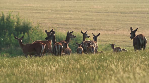 Cervus elaphus. Group of female European or common deer and young baby calf at sunset.