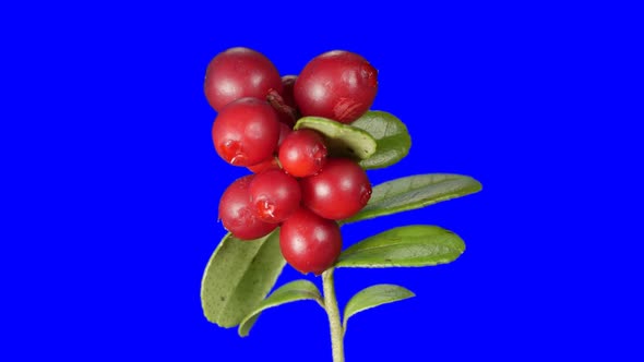 Cowberry Berries Seamless Rotation With Alpha Channel