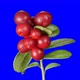 Cowberry Berries Seamless Rotation With Alpha Channel - VideoHive Item for Sale
