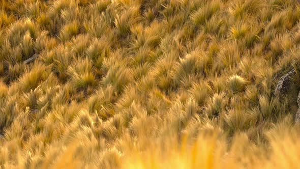 Grassland in the mountains of Villa de Merlo, San Luis, Argentina. Slow motion. Defocused foreground alt