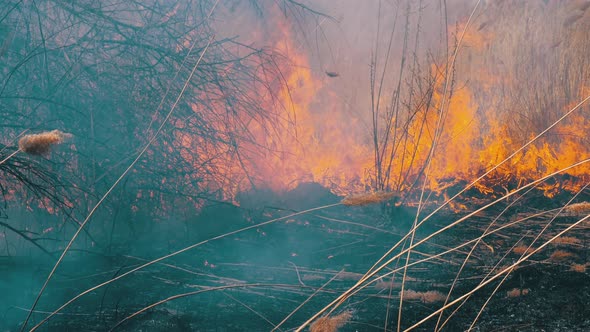 Fire in the Forest. Burning Dry Grass, Trees and Reeds. Wildfire. Slow Motion. alt