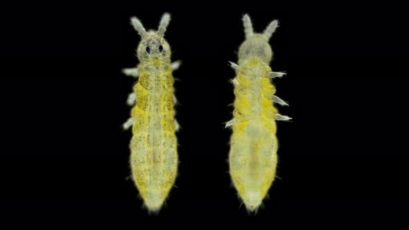 Collembola Insect Under the Microscope Family Isotomidae alt