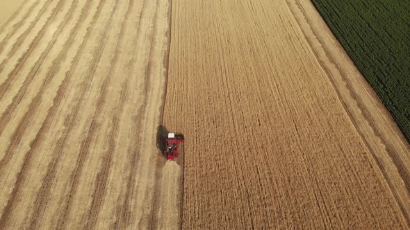 Aerial View Combine Harvester Gathers the Wheat Crop. Wheat Harvesting Shears. Combines in the Field alt