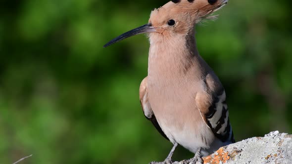 Bird Hoopoe Upupa epops, in the wild, sings a song. Close up