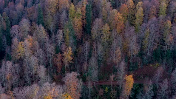 forest autumn 23 alt