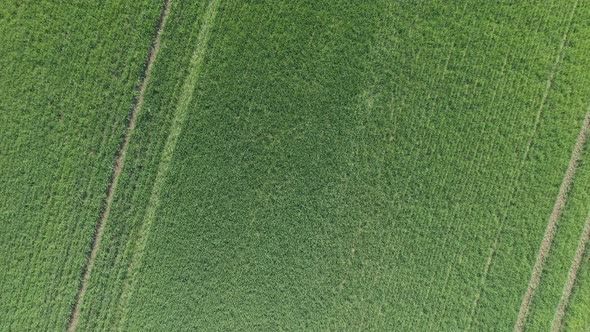 Wheat crop after being sprayed with herbicides 4K aerial video