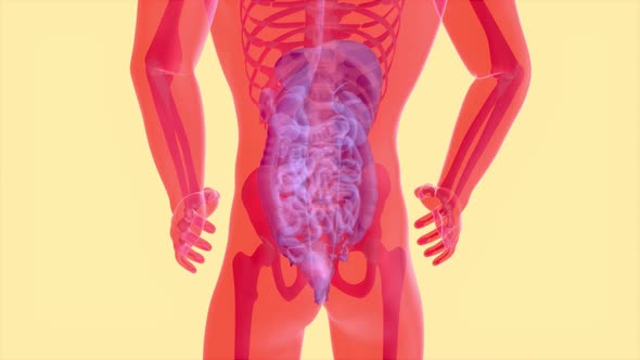 4K anatomy concept of the intestine alt