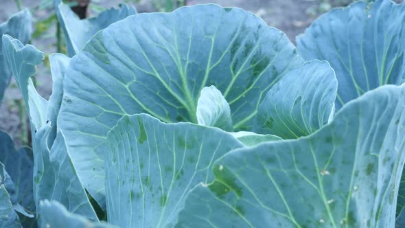 Cabbage and Lot of Cabbage Leaves