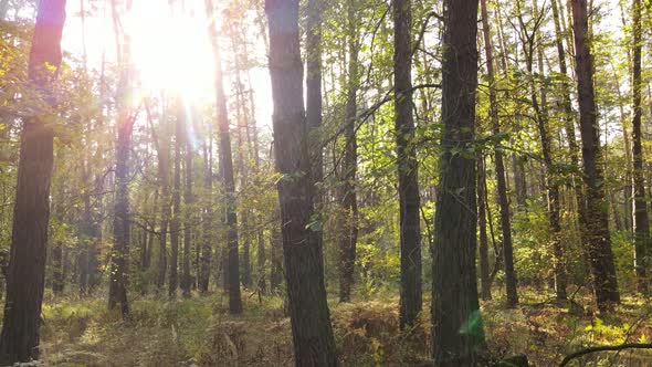 Autumn Forest with Trees By Day alt