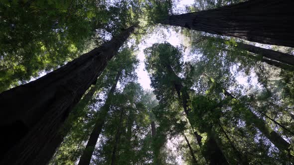 Path In Redwood Forest alt