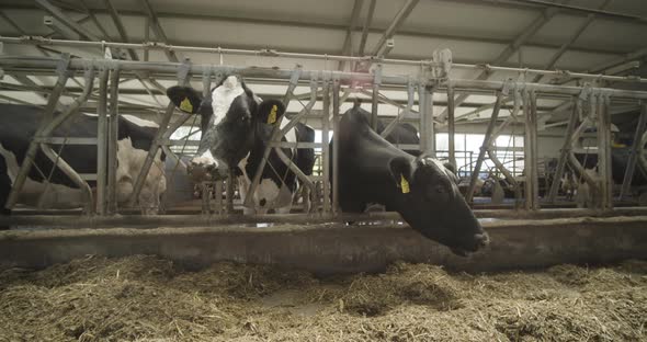 Cows are Eating Fodder in the Cowhouse