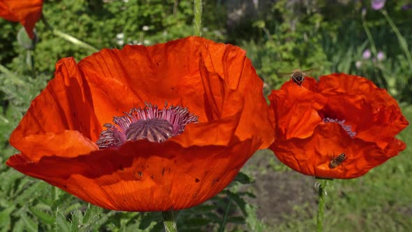 Bees Circling Over Flowering Poppies. Close-up