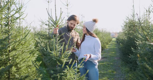 Couple Looking at Beautiful fir Tree that they Choose from Another Trees in Forestry alt