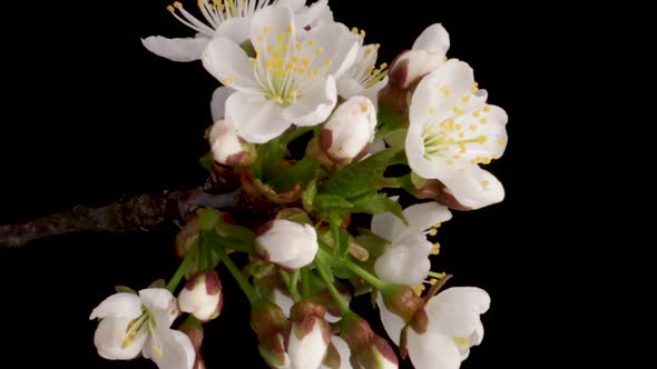 Timelapse of a White Flowers Cherry Blossom