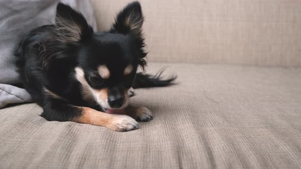 cute relax black hair chihuahua dog lick her legs clam and relax