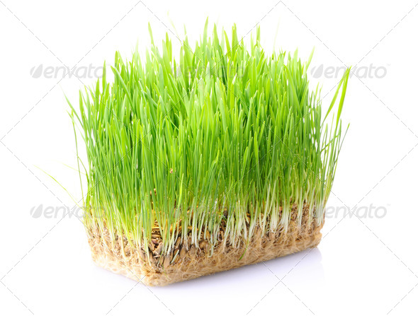 Grass in soil - Stock Photo - Images