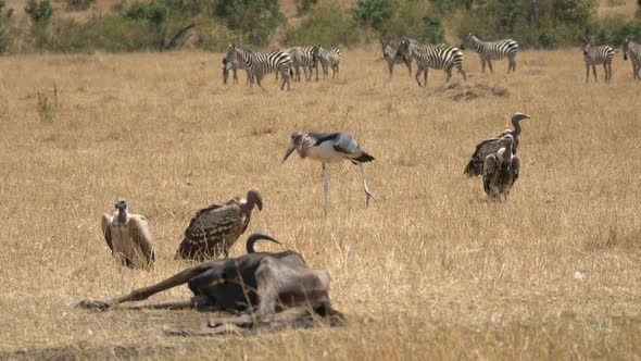 Zebras and vultures near a carcass alt
