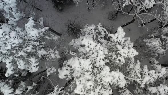 AERIAL: Top Shot of Flying Over Wild Dark Frozen Forest in Nature in Winter