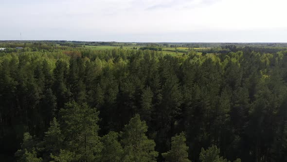 Aerial Flight over green forest tree tops in summer