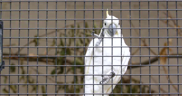 Cacatua sulphurea in the cage  alt