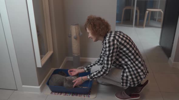 Elderly Pet Owner Prepares Indoor Cat Litter Box with Scottish Straight Cat at Home alt