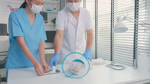 Asian veterinarian team man and woman examine cat in veterinary clinic. alt