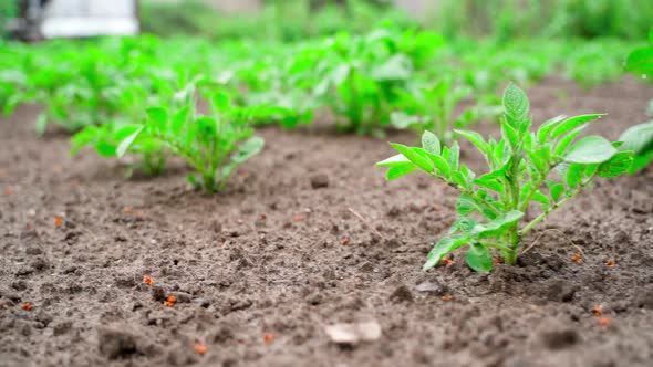 Young Potato Sprouts in the Ground Closeup Smooth Camera Movement alt