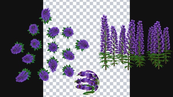 Growing Lapinus Flowers alt