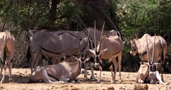 Beisa Oryx, oryx beisa, Group of Adults, Samburu Park in Kenya, real Time 4K alt
