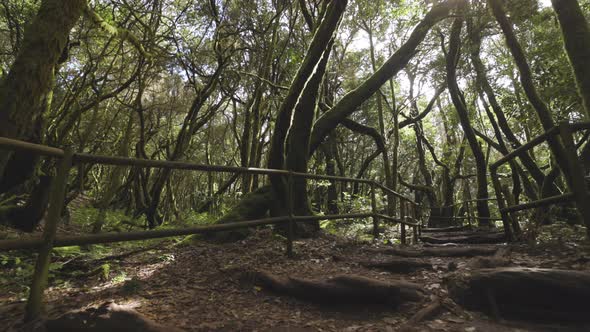 POV Shot in Garajonay Forest alt