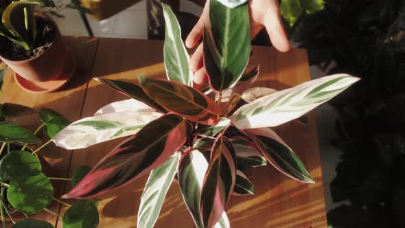 Man Florist at Work Cleaning Plants in Small Garden Shop Male Watering Flowers Green Home alt