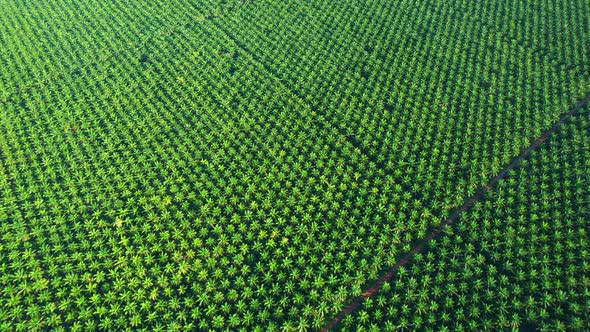 Aerial drone video of palm oil plantation alt