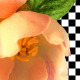 Blossoming Flowers of a Quince - VideoHive Item for Sale