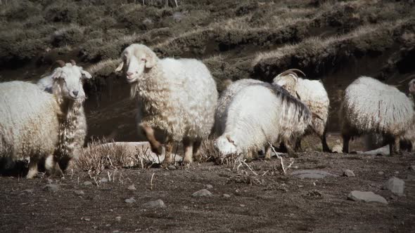 Sheep and Lambs on Hillside, Patagonia, Argentina. alt