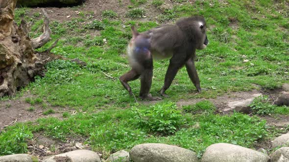 Drill monkey, Mandrillus leucophaeus. Dril in nature habitat. Beautiful wild animal in captivity.