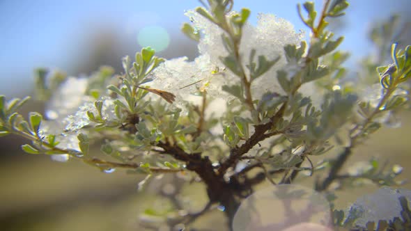 Timelapse of snow melting on a branch of tree. Spring is coming background.
