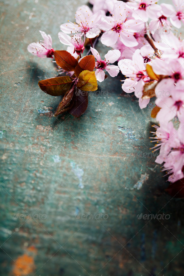 Spring Cherry blossoms - Stock Photo - Images