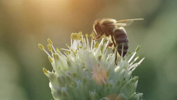 Honey bee collecting nectar and pollen