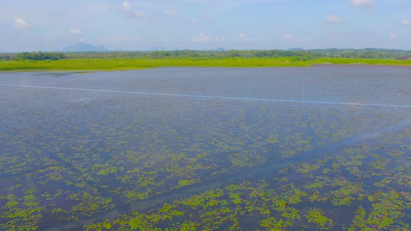 Aerial top view of pink lotus flowers in pond, sea or lake in national park in Thale Noi alt
